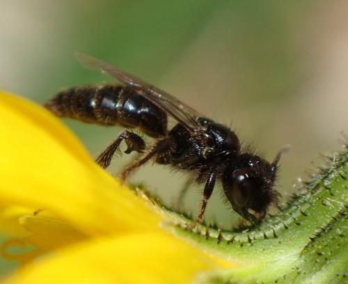 Réf. 263 971 : Panurgus calcaratus